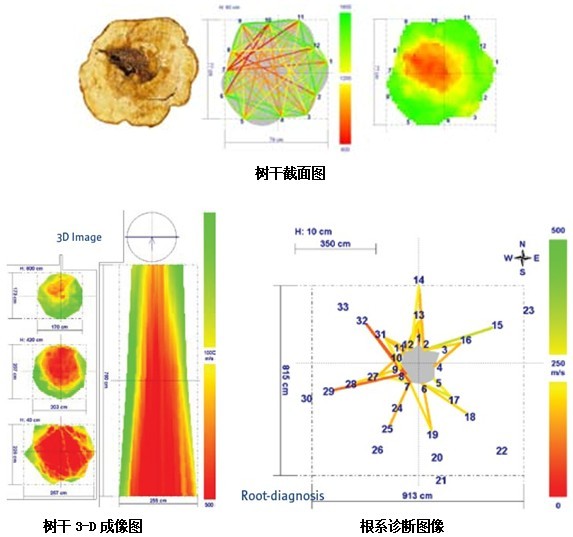 樹干截面圖、樹干3D成像、根系診斷圖